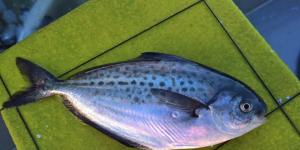 Il pesce azzurro danneggia, beneficia e danneggia il pesce azzurro bianco
