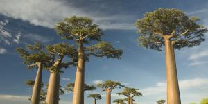 Baobab - simbolo del Madagascar